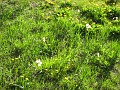 Mackinaw Island Area May 2008 0298